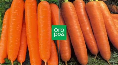 12 беспроигрышных сортов и гибридов моркови – урожай порадует!