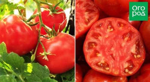 Справится даже начинающий: некапризные сорта и гибриды томатов для дачников-новичков