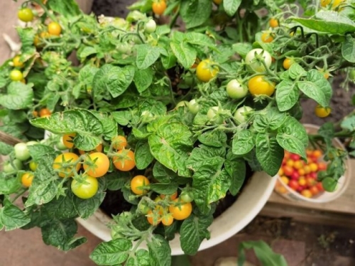 Все о выращивании ампельных томатов: сорта, агротехника, мифы продавцов