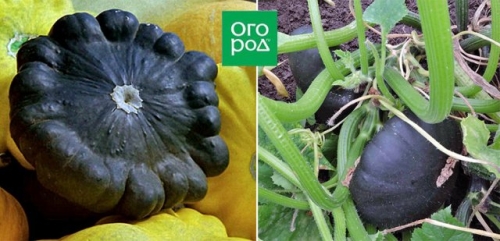 Белые, желтые, зеленые, пестрые – лучшие сорта патиссонов