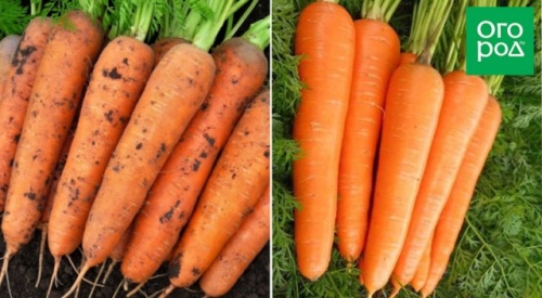 12 беспроигрышных сортов и гибридов моркови – урожай порадует!