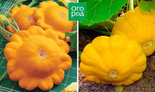 Белые, желтые, зеленые, пестрые – лучшие сорта патиссонов