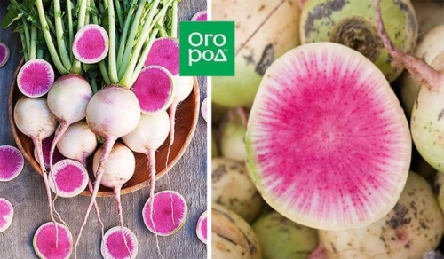 Грядка для эстета: 10 самых красивых овощей