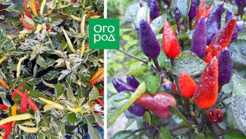 Грядка для эстета: 10 самых красивых овощей