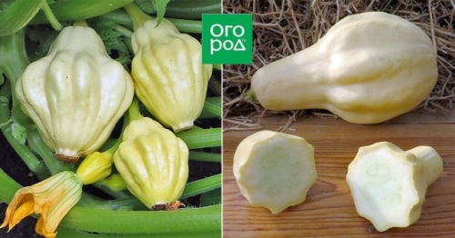 Белые, желтые, зеленые, пестрые – лучшие сорта патиссонов