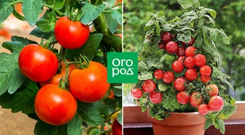 Оптимально для банок: 17 сортов томатов для цельноплодного консервирования