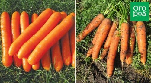 12 беспроигрышных сортов и гибридов моркови – урожай порадует!
