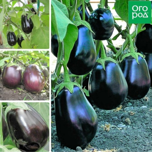 Стойкие и неприхотливые: сорта баклажанов по отзывам опытных огородников