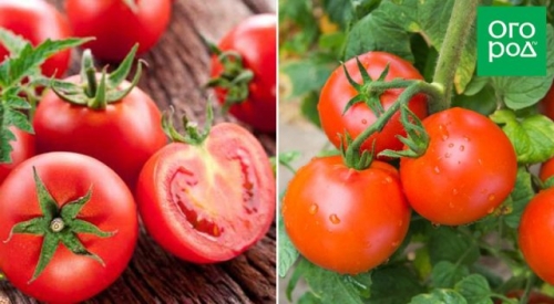 Справится даже начинающий: некапризные сорта и гибриды томатов для дачников-новичков