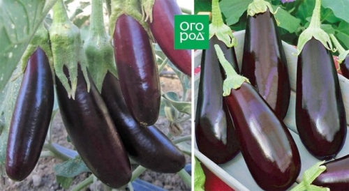 Стойкие и неприхотливые: сорта баклажанов по отзывам опытных огородников