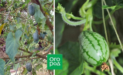 Грядка для эстета: 10 самых красивых овощей