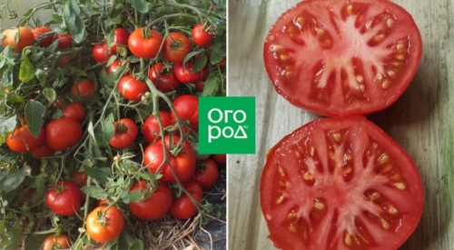 Справится даже начинающий: некапризные сорта и гибриды томатов для дачников-новичков