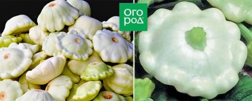 Белые, желтые, зеленые, пестрые – лучшие сорта патиссонов