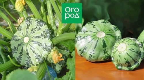 Белые, желтые, зеленые, пестрые – лучшие сорта патиссонов