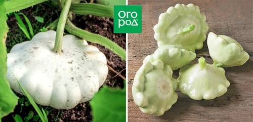 Белые, желтые, зеленые, пестрые – лучшие сорта патиссонов