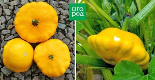 Белые, желтые, зеленые, пестрые – лучшие сорта патиссонов