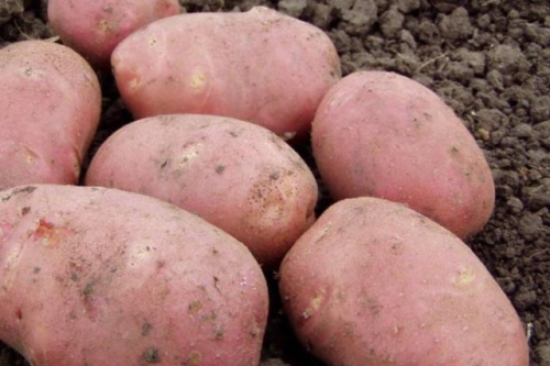 50 сортов картофеля для пюре, жарки, запекания и картошки фри