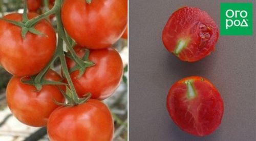 Справится даже начинающий: некапризные сорта и гибриды томатов для дачников-новичков