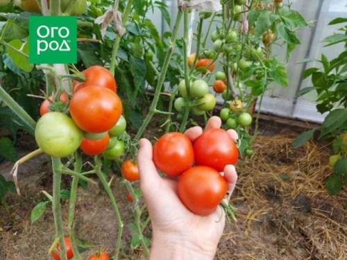 Оптимально для банок: 17 сортов томатов для цельноплодного консервирования