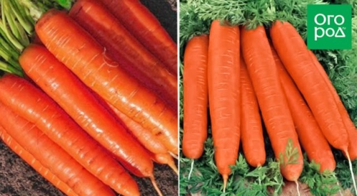12 беспроигрышных сортов и гибридов моркови – урожай порадует!