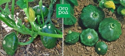 Белые, желтые, зеленые, пестрые – лучшие сорта патиссонов