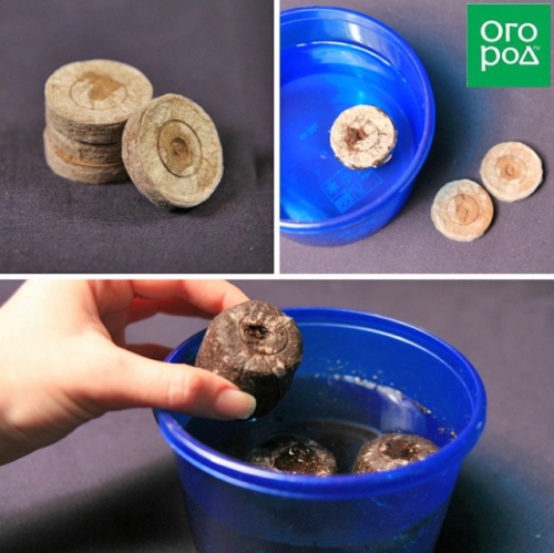 Во что сеять огурцы и кабачки, чтобы рассада легко перенесла пересадку