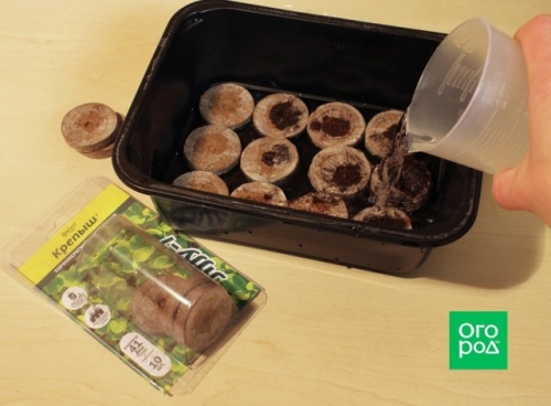 Как получить крепкую рассаду перца – пошаговый мастер-класс с фото