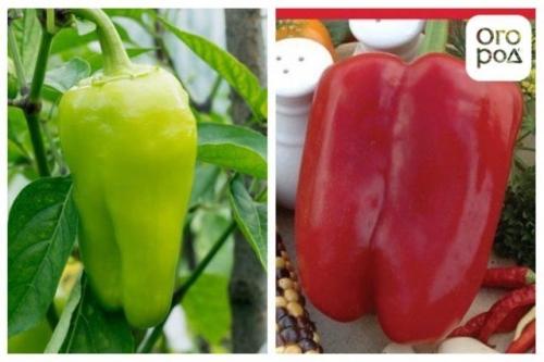 16 лучших сортов и гибридов сладкого перца для теплицы