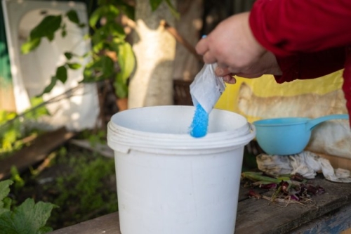 Арбузы в Подмосковье: лучшие сорта и агротехника