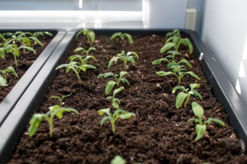 Когда сеять томаты на рассаду в 2024 году: точные даты с учетом Лунного календаря