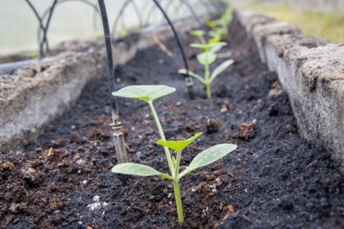 Арбузы в Подмосковье: лучшие сорта и агротехника