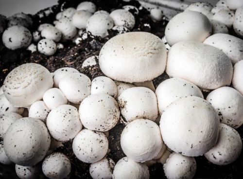 Грибы на даче – виды, способы выращивания и есть ли смысл вообще