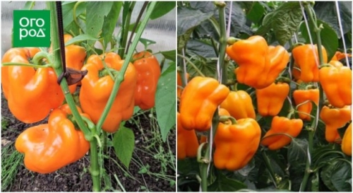 16 лучших сортов и гибридов сладкого перца для теплицы