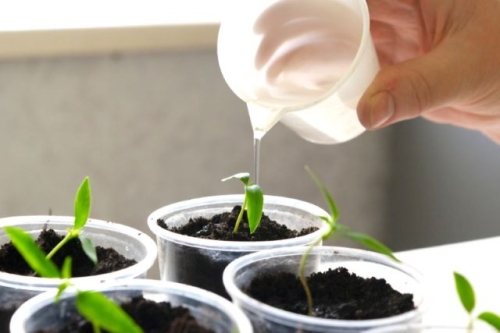 Пора сеять перец! У вас все готово?