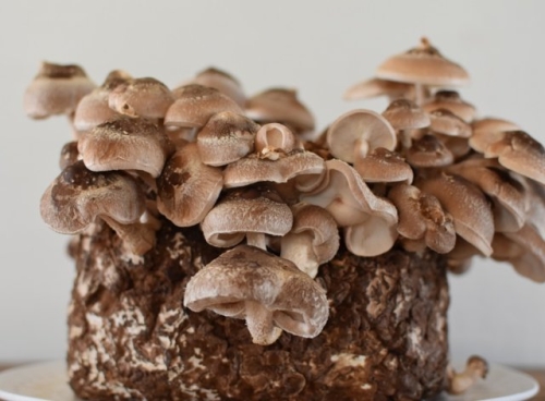 Грибы на даче – виды, способы выращивания и есть ли смысл вообще