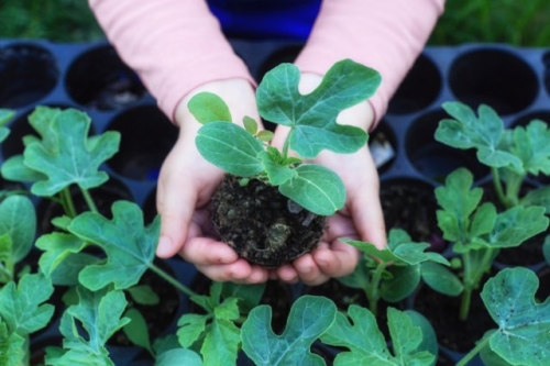 Арбузы в Подмосковье: лучшие сорта и агротехника