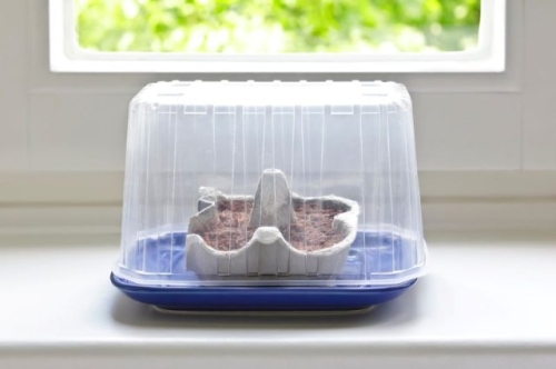 Когда сеять томаты на рассаду в 2024 году: точные даты с учетом Лунного календаря