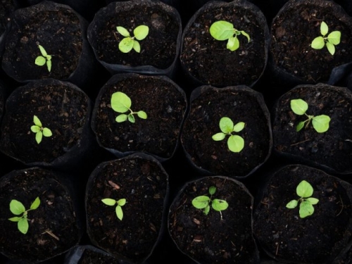 Чтобы "синенькие" колосились: правила пышной и крепкой рассады баклажанов