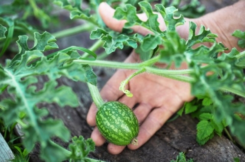 Арбузы в Подмосковье: лучшие сорта и агротехника