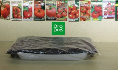 Огородные хитрости: как вырастить крепкую рассаду томатов в домашних условиях