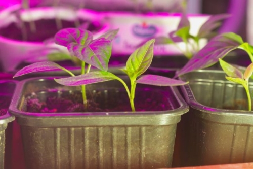 Пора сеять перец! У вас все готово?