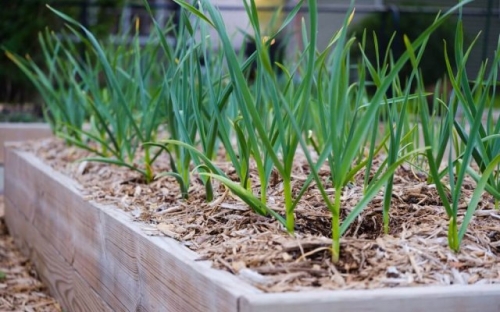 Выращивание ярового чеснока: сорта, уход, сложности