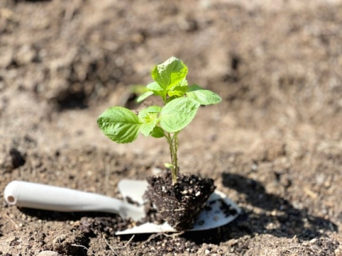 Перилла овощная – выращиваем для вкуса и красоты