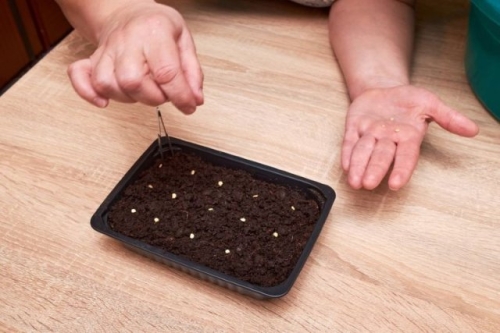 Пора сеять перец! У вас все готово?