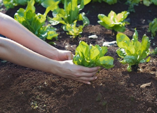 Цикорные салаты для силы и здоровья