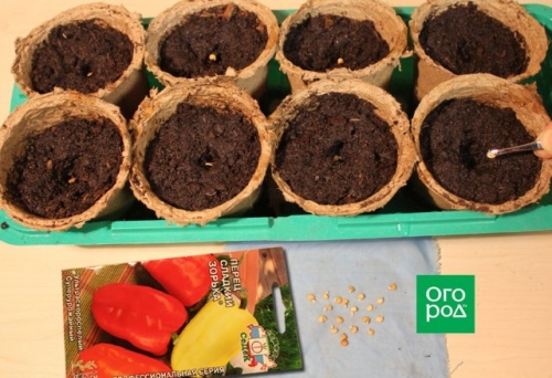 Как получить крепкую рассаду перца – пошаговый мастер-класс с фото