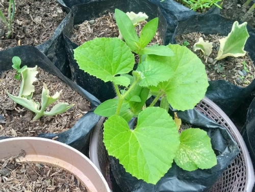 Во что сеять огурцы и кабачки, чтобы рассада легко перенесла пересадку