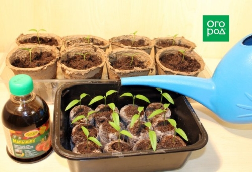 Как получить крепкую рассаду перца – пошаговый мастер-класс с фото