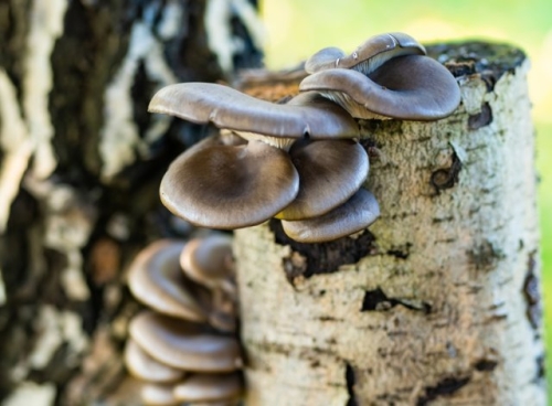 Грибы на даче – виды, способы выращивания и есть ли смысл вообще