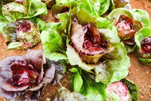 Цикорные салаты для силы и здоровья